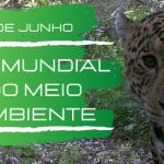 Dia mundial do Meio Ambiente: cada atitude conta!